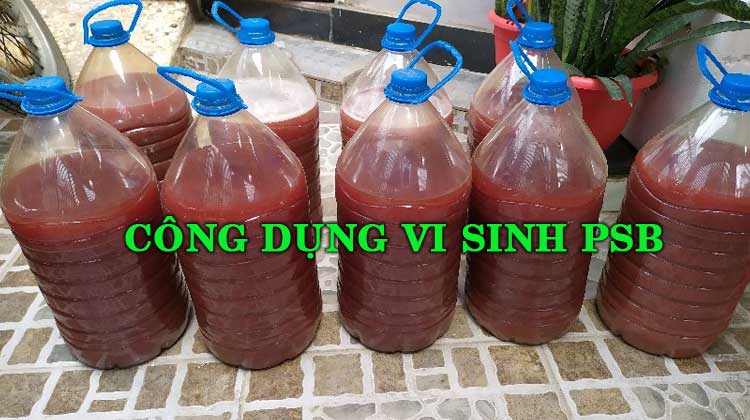 Công dụng của vi khuẩn PSB