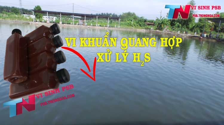 Khả năng xử lý H2s của vi khuẩn quang hợp