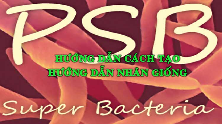 tạo vi khuẩn quang hợp