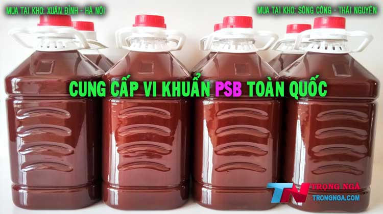 Vi khuẩn quang hợp psb bacteria 5 lít
