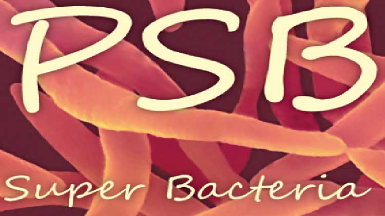 Vi khuẩn quang hợp psb bacteria